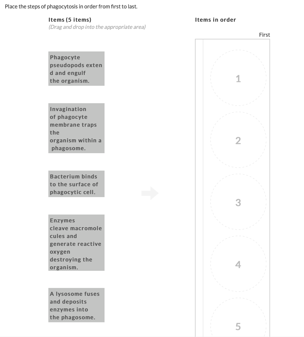 Solved Place The Steps Of Phagocytosis In Order 1 Discharge Of Waste