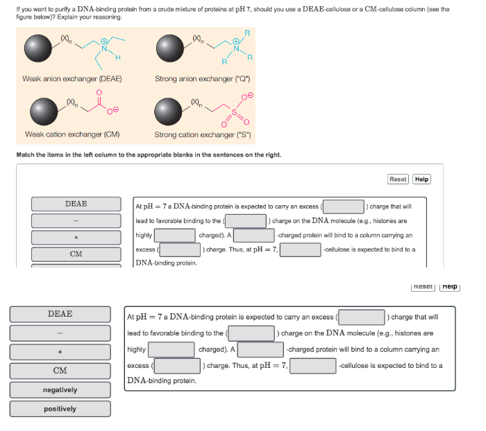 Solved 4 You Are Working With A Dna Binding Protein In The Chegg Com