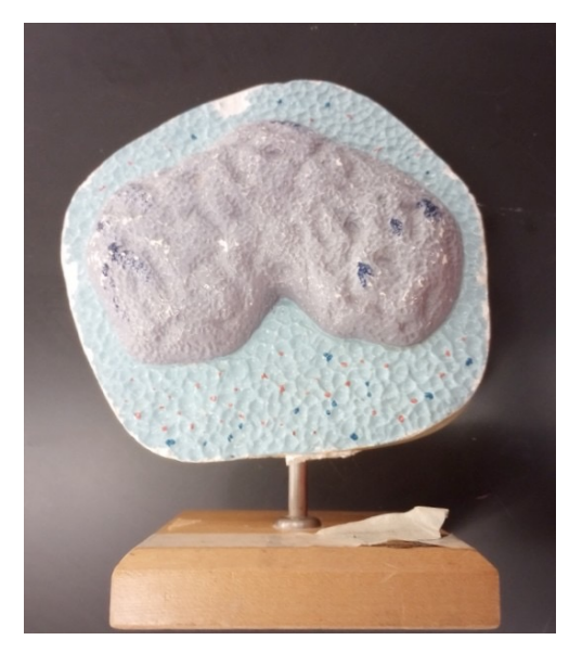 Solved Label The Fragments Surrounding The Above Cdna Insert Chegg Com