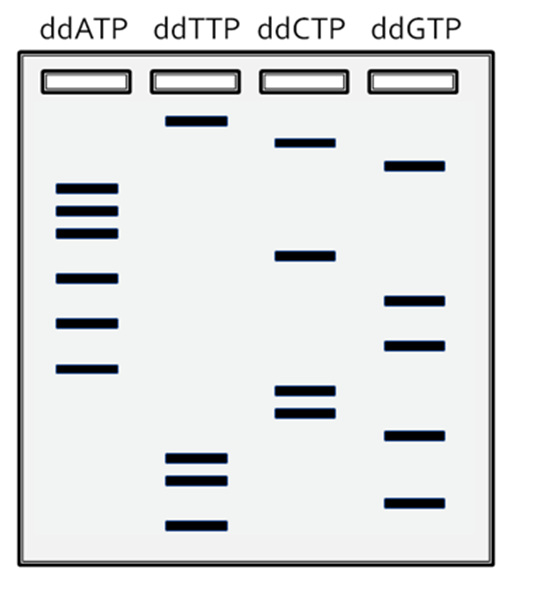Solved Sing Dna Sequencing On A Cloned Dna Segment You Chegg Com