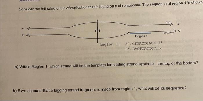 Solved The Following Image Shows The Origin Of Replication Chegg Com