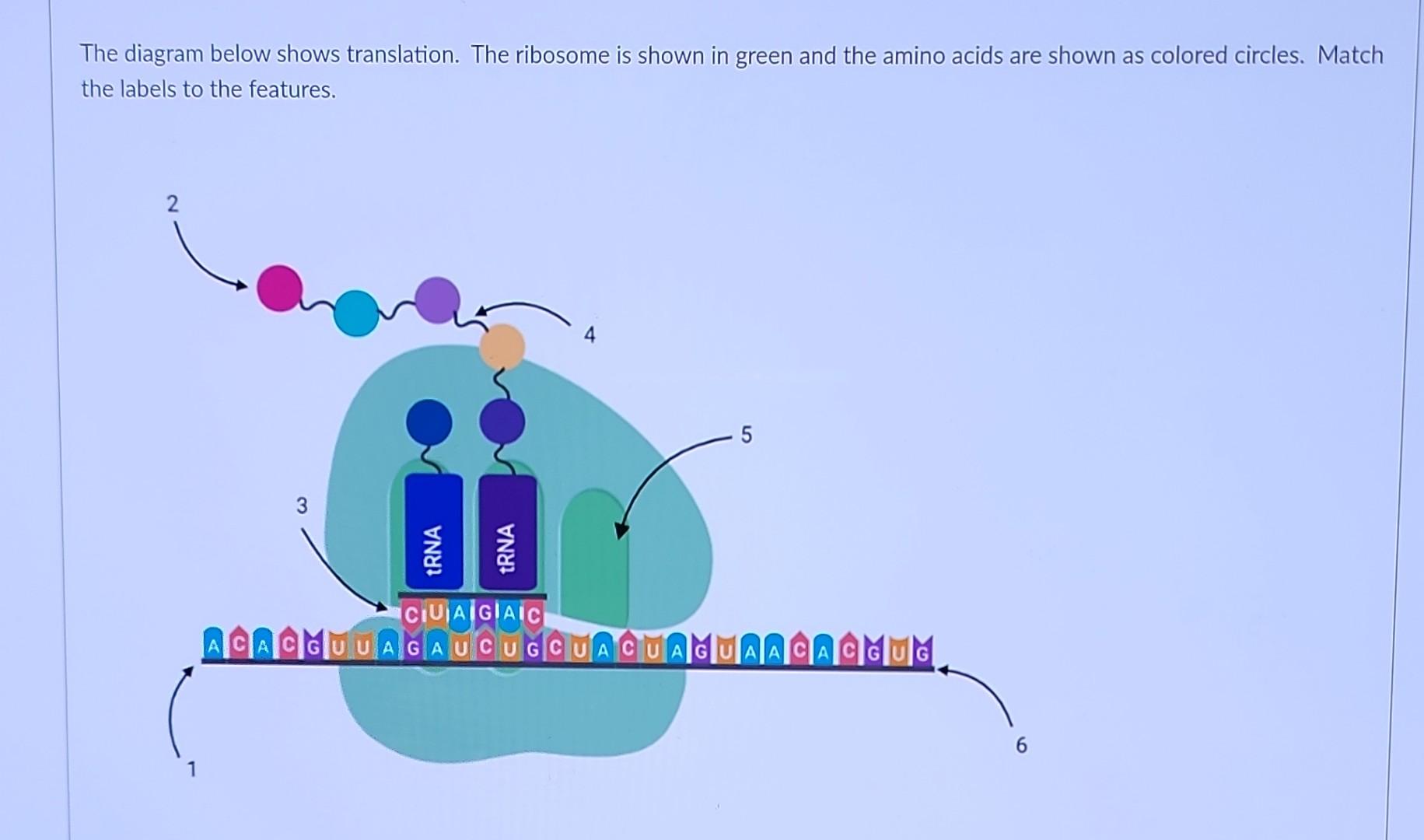 Answered During Translation Amino Acids Are Carried To The Ribosome