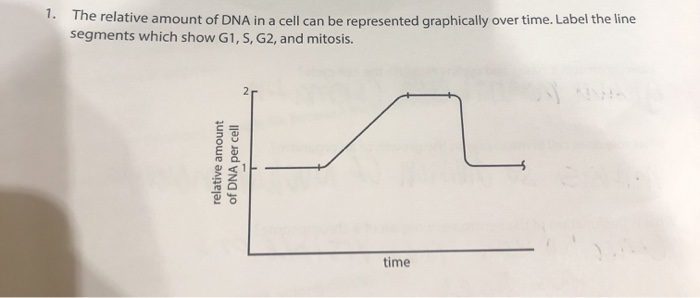 Solved 12 The Graph Below Shows The Relative Amount Of Dna Chegg Com