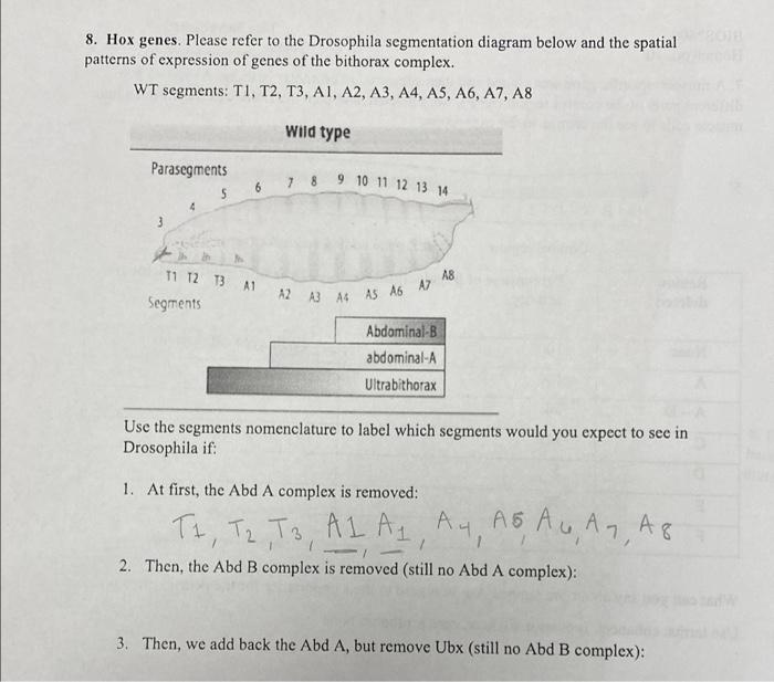 Solved 4 In Order To Study The Expression Of The Drosophila Chegg Com