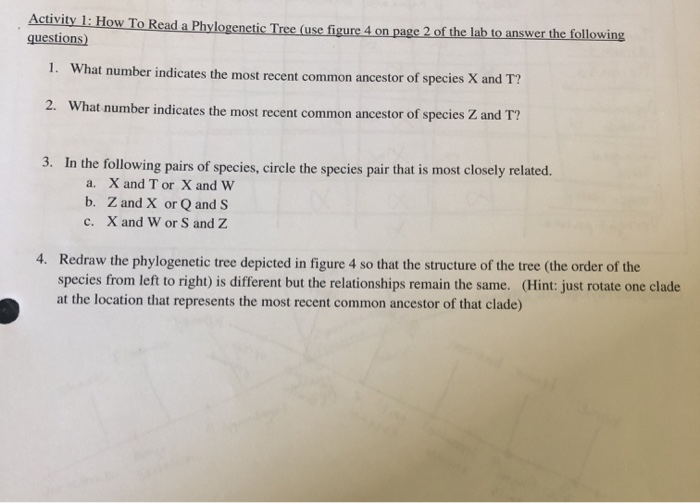 Solved Activity 2 Reading A Phylogenetic Tree A Chegg Com