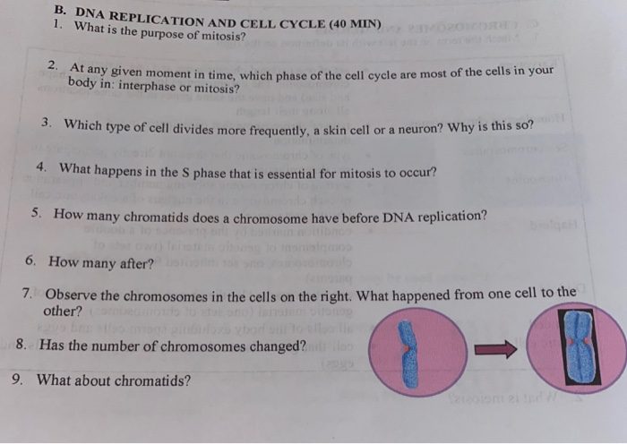 Solved What Happens During The Cell Cycle That Changes Dna Chegg Com