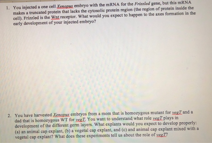 Solved 3 2 The First Two Cleavages In The Xenopus Embryo Chegg Com