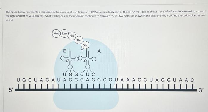 Solved The Process Occurring At The Ribosome In Which Mrna Chegg Com