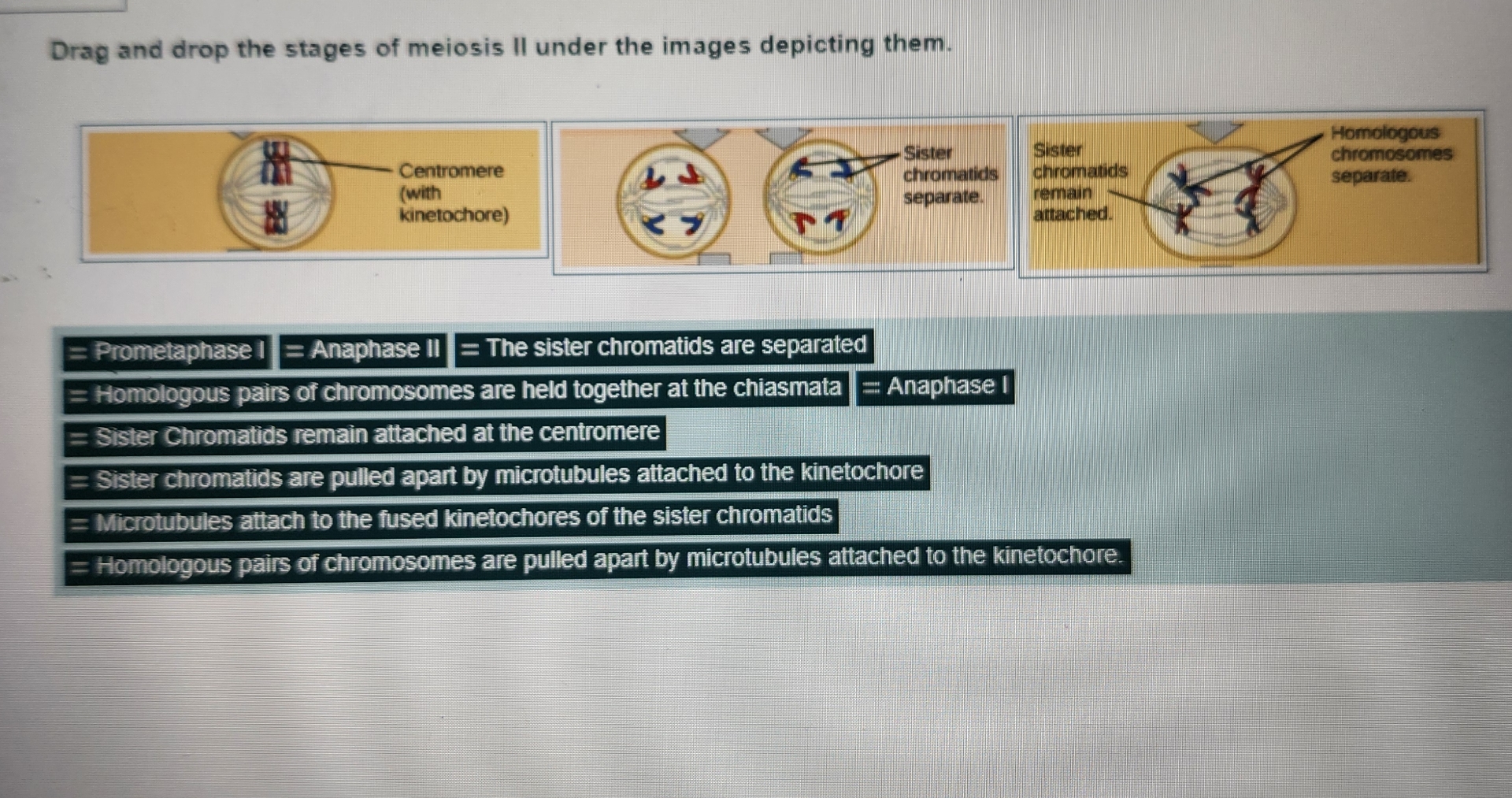 Solved During Anaphase Il Of Meiosis One Pair Of Chromatids Chegg Com