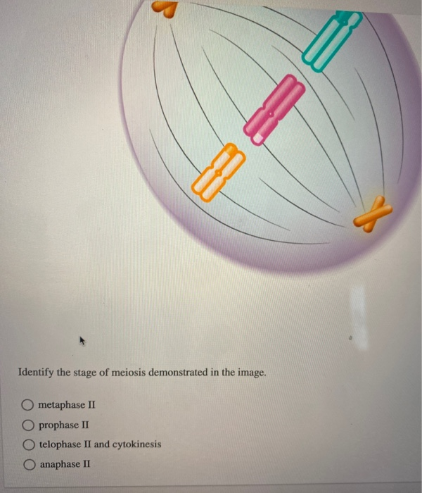 Solved Suppose That After The Cell Below Undergoes Meiosis I Chegg Com
