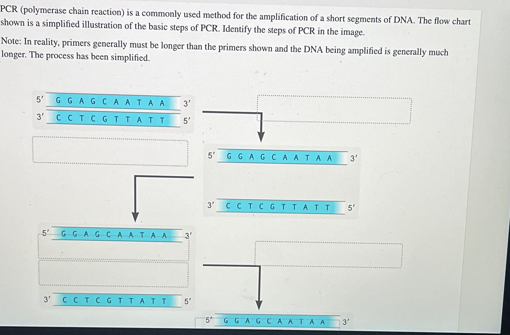 Solved The Polymerase Chain Reaction Pcr Is A Powerful Chegg Com