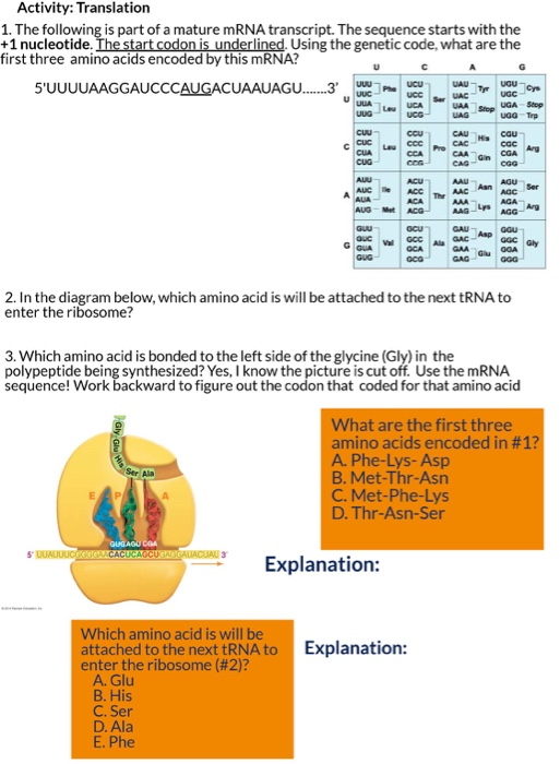 Solved Part B Translation Of Mrna During Translation Chegg Com