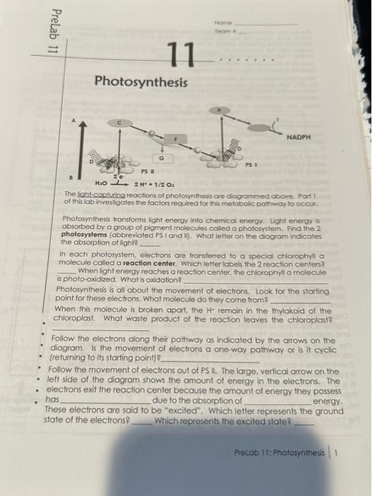 Solved Photosynthesis Light And Dark Reactions Enable Chegg Com
