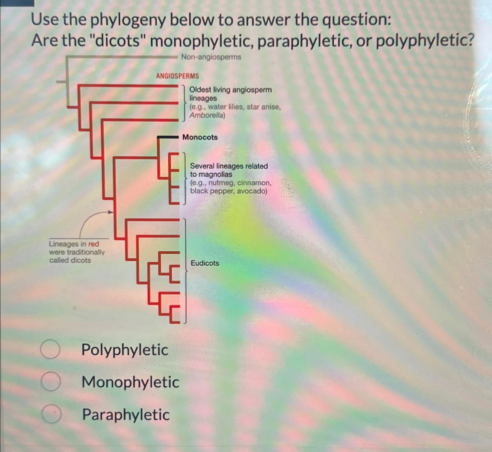 Solved Match Below According To This Phylogeny Monophyletic Chegg Com