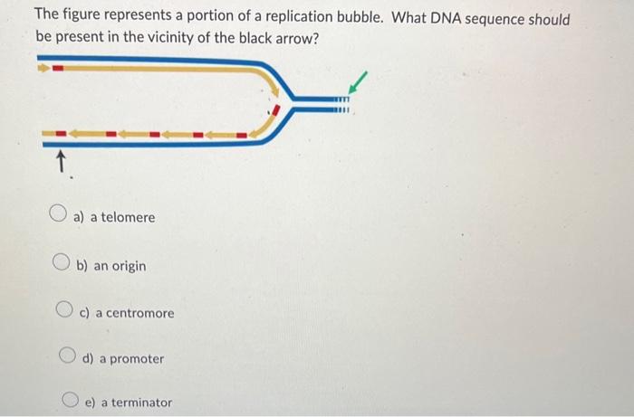 Solved In This Figure Showing A Model Of Dna Replication