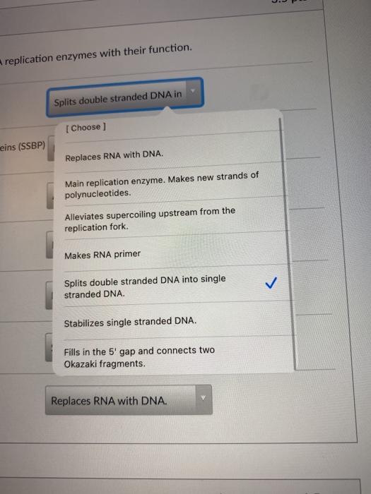 Solved Dna Replication Requires Many Enzymes To Work Chegg Com