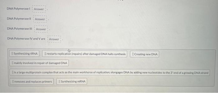 Solved Which Of The Following Is True Of Dna Polymerase I Chegg Com