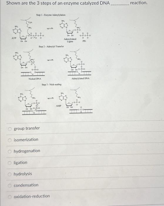 Solved 2 Shown Below Is The Reaction Catalyzed By Dna Pol Chegg Com
