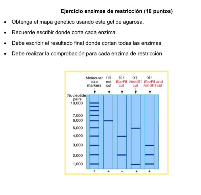 Solved If You Are Using A Restriction Enzyme To Cut A Linear Chegg Com