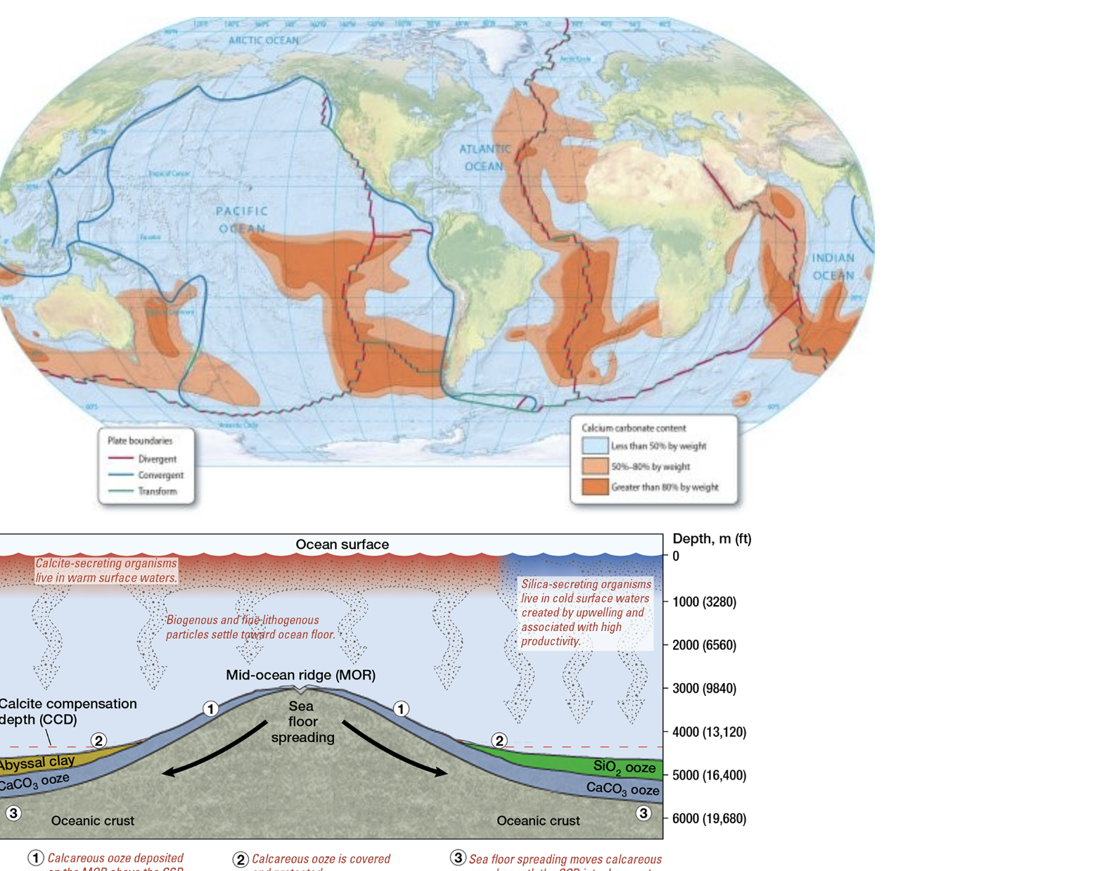 Solved What Is The Calcite Compensation Depth Or Ccdthe Chegg Com
