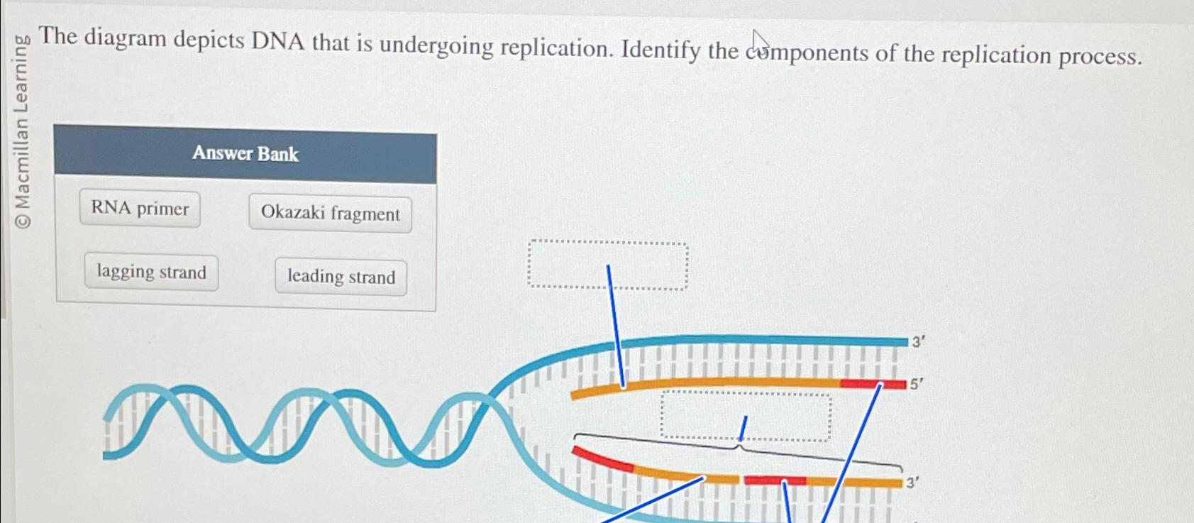 Solved The Diagram Below Represents Replicating Dna With Chegg Com