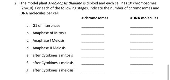 Solved Cells From The Plant Arabidopsis Thaliana Were Chegg Com