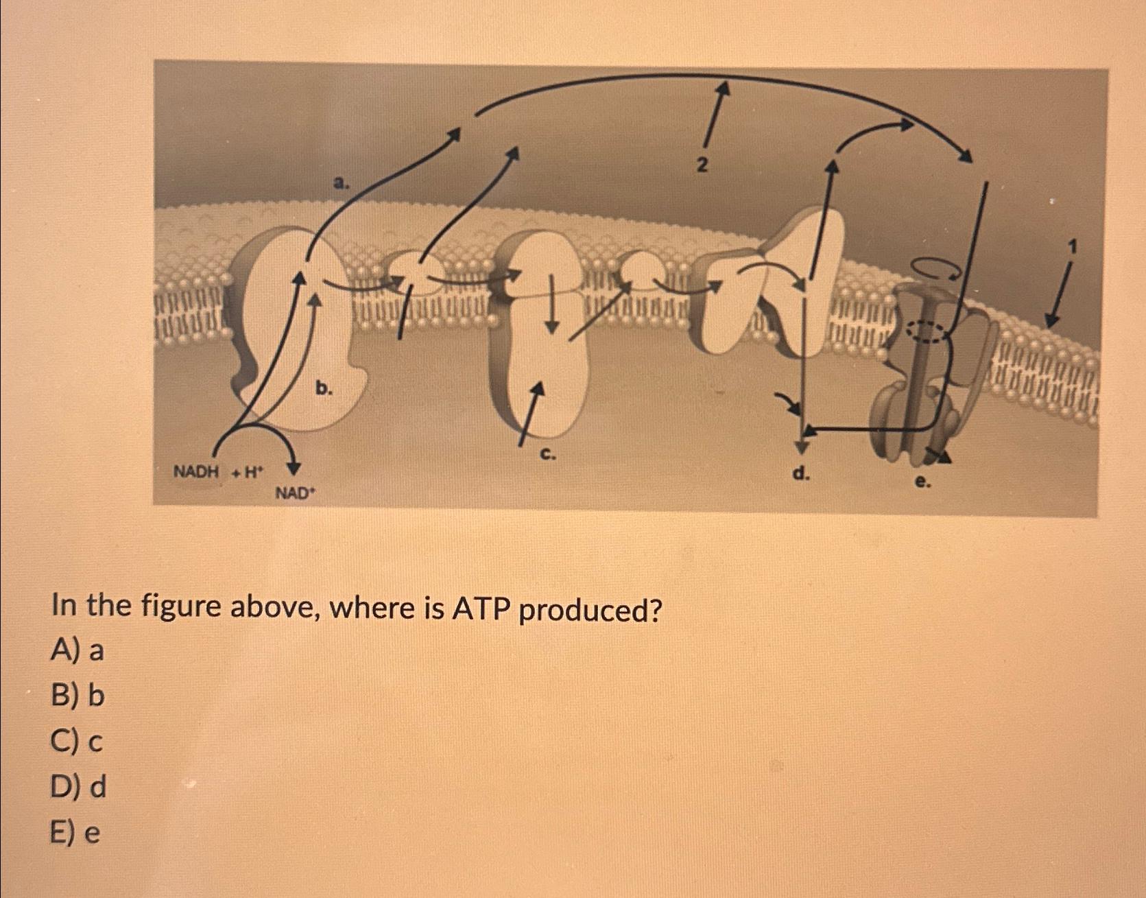 Solved How Many Molecules Of Atp Are Produced From The B Chegg Com