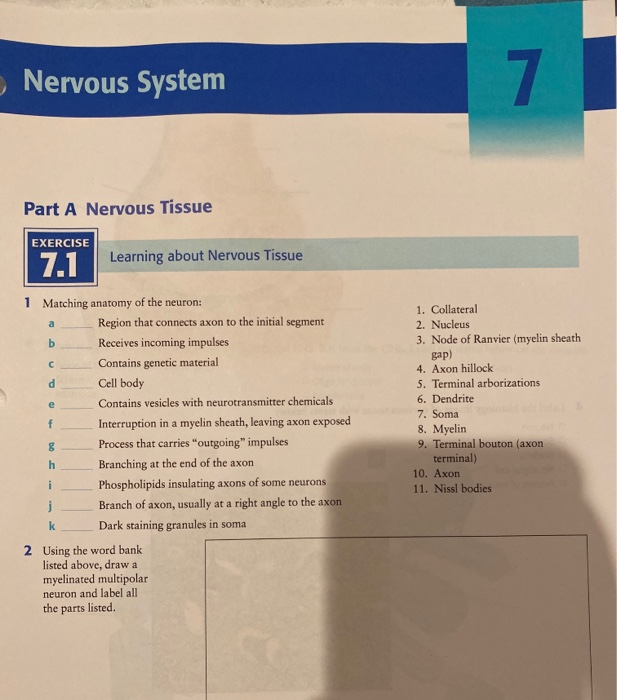 Solved A Nervous System Overview In The Nervous System Chegg Com