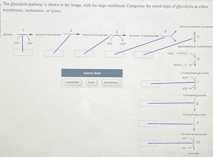 Solvedthe Glycolysis Pathway Shown In Figure 29 7 Has A Number Of