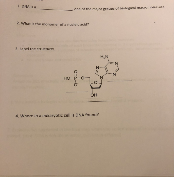 Solved 4 Does Dna Leave The Nucleus Of A Eukaryotic Cell Chegg Com