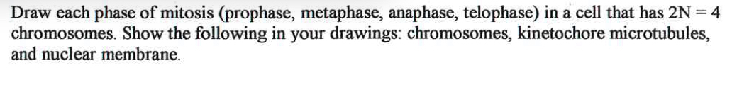 Solved Mitosis In 4 Distinct Phases Prophase Metaphase Chegg Com