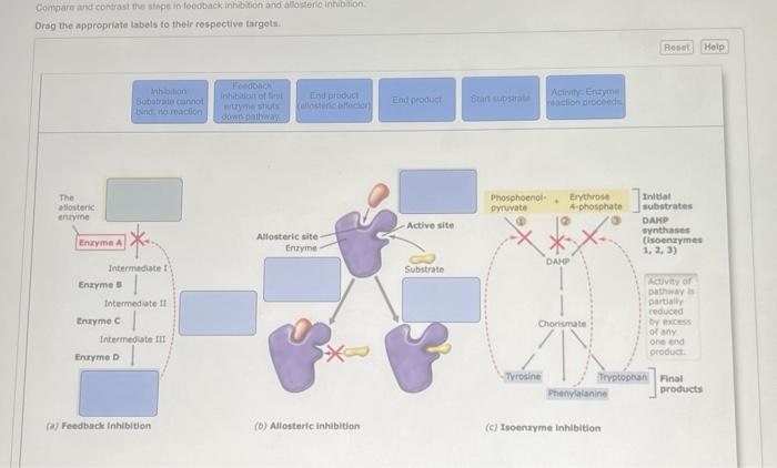 Solved Match The Types Of Selection To Their Descriptions Chegg Com
