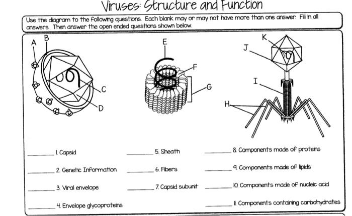 Solved Lesson 3 Activity 1 Virus Models Complete The Cut Chegg Com
