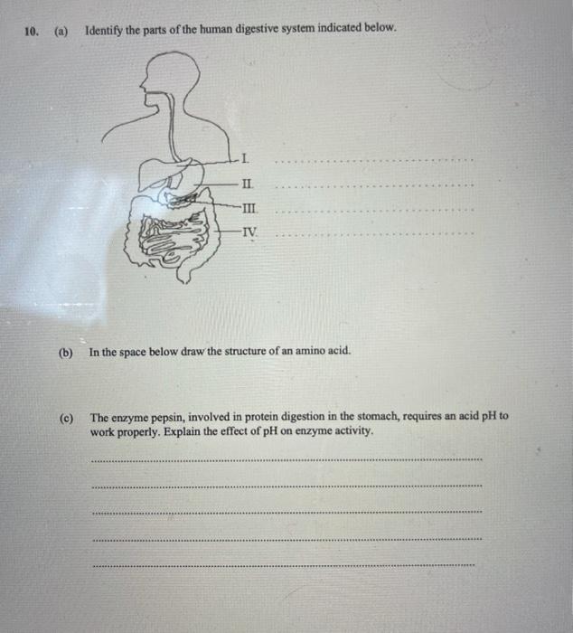 Solved Structure Of The Digestive System 12 Structure Chegg Com