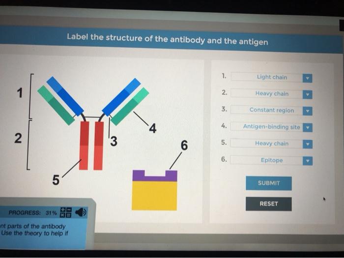 Solved Antigen Binding Sites Light Chain Variable Region Of Chegg Com