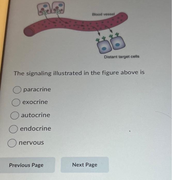 Solved A Describe One Paracrine Signal Transduction Cascade Chegg Com
