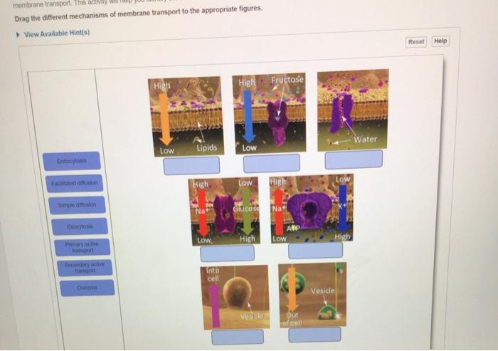 Solved 3 Describe The Different Types Of Axonal Transport Chegg Com