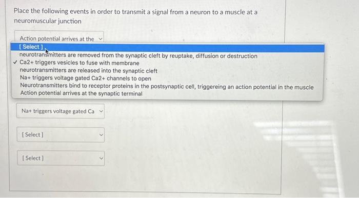 Solved Place The Following Events That Occur During Neuronal Chegg Com