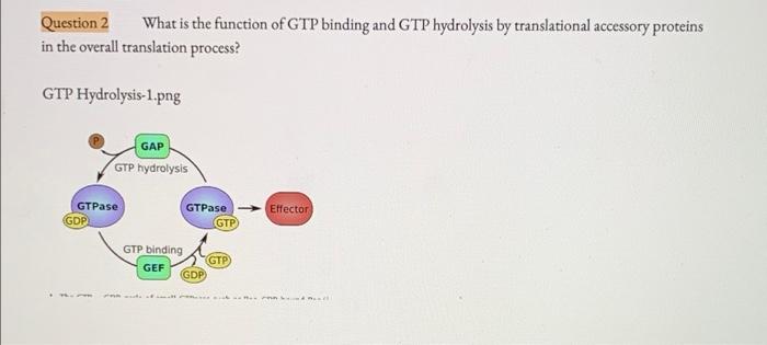 Gtp Binding And Hydrolysis A Presence Of 0 2 Mm Gtp Gtpgs Or Gdp
