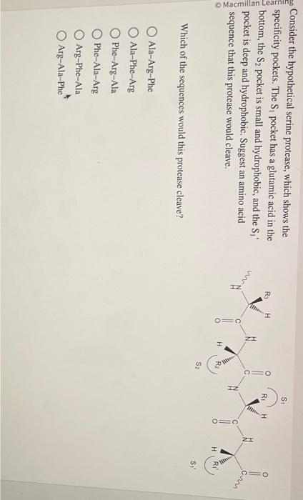 Solved 1 We Studied The Mechanism Of The Serine Protease Chegg Com