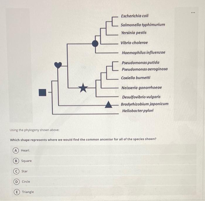 Solved The Phylogeny Shown Below Represents The Evolutionary Chegg Com