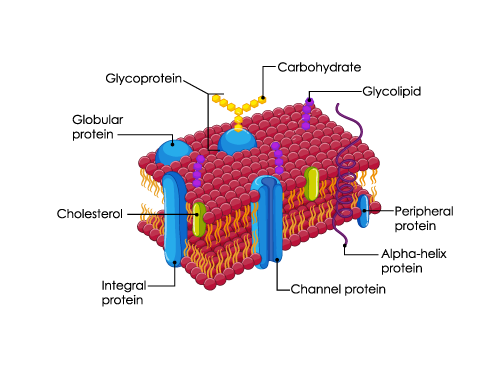 Membrane Structure Lipid And Protein Components Of Biological