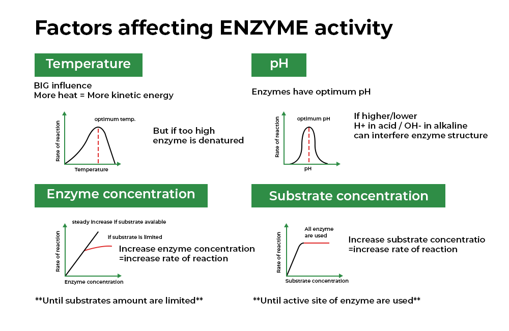 5 4 Enzymes And Ph Diagram Quizlet