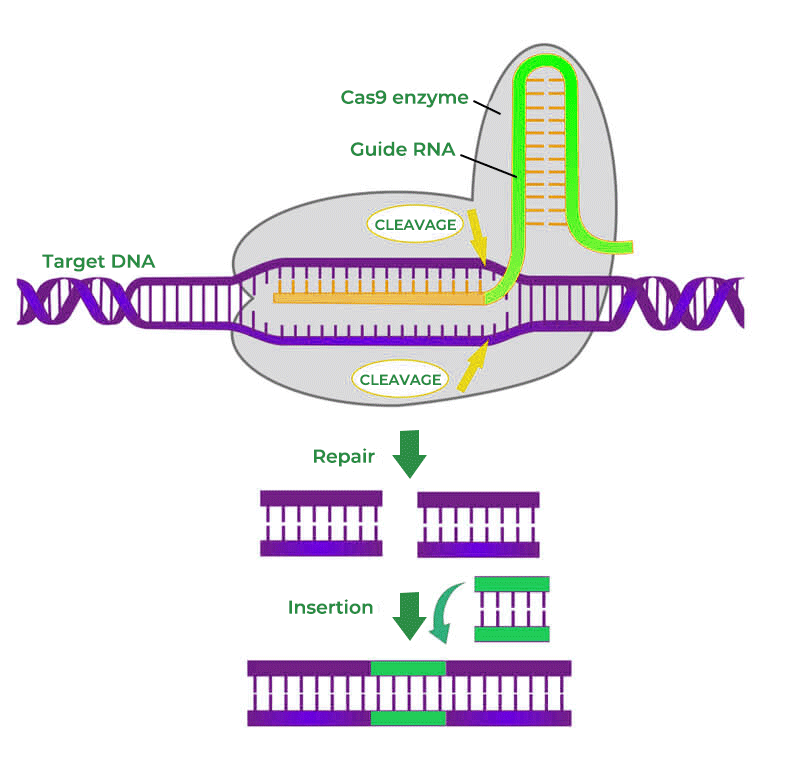 Crispr Spacers Are Individual Specific Rather Than Site Specific A To
