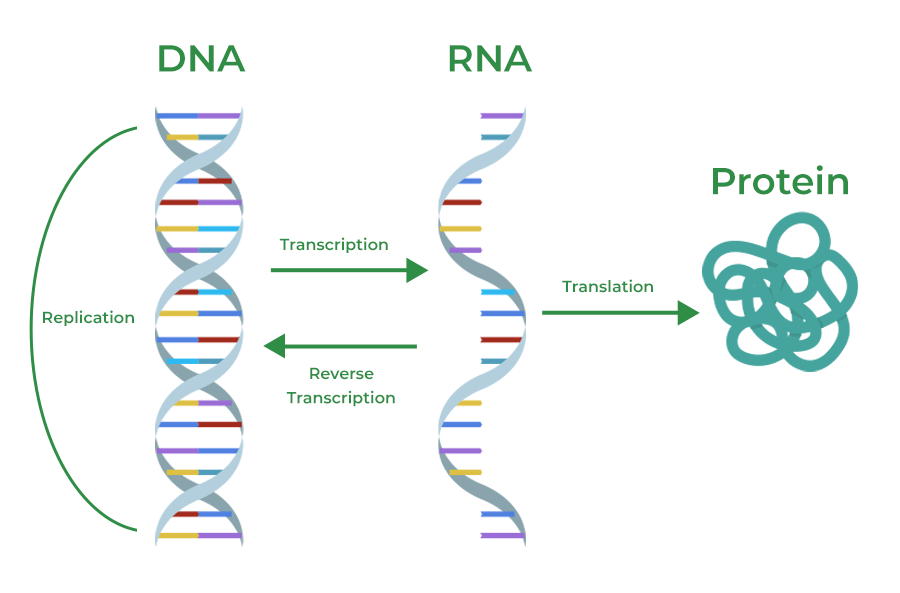 Rna