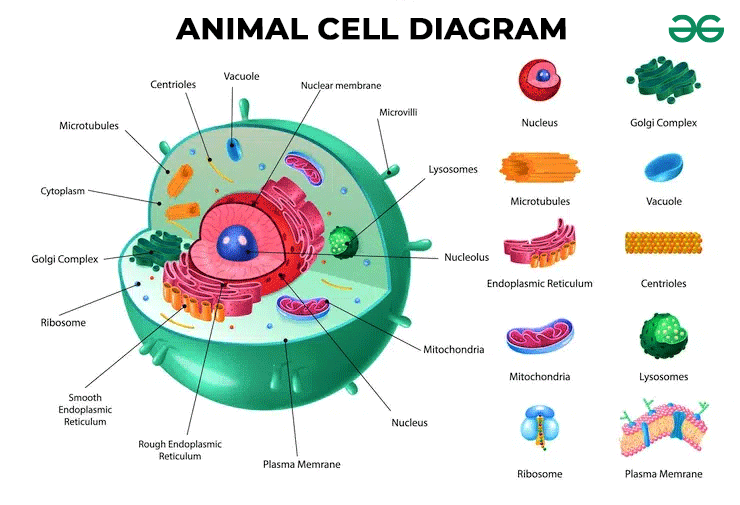 Cell Signaling Definition Pathways And Quiz Biology Dictionary
