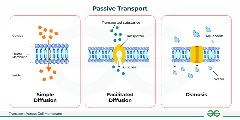 Membrane Dynamics Membrane Potenital Transport Across Cell Membrane