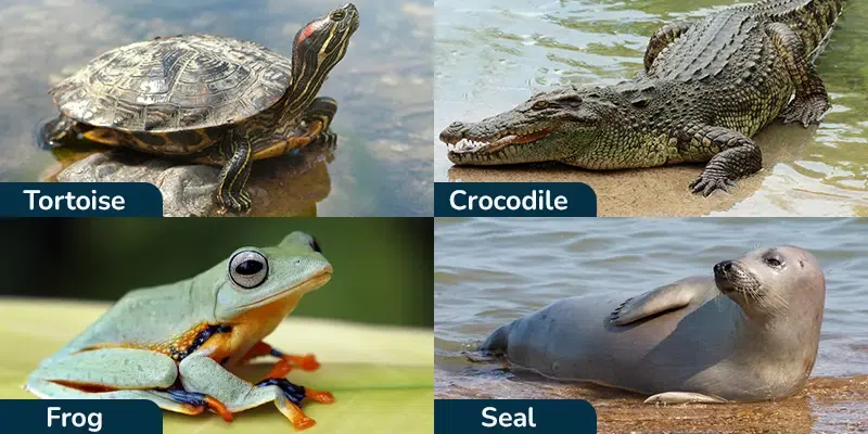 Amphibian Disease And Reproduction Ppt