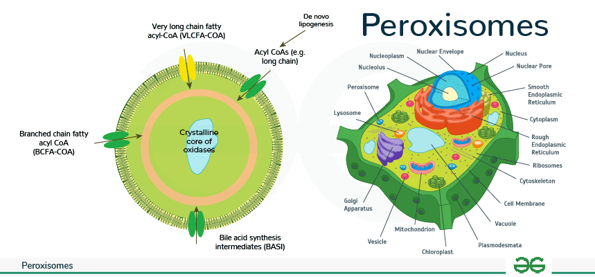 Peroxisomes Its Structure And Function Microbial Notes