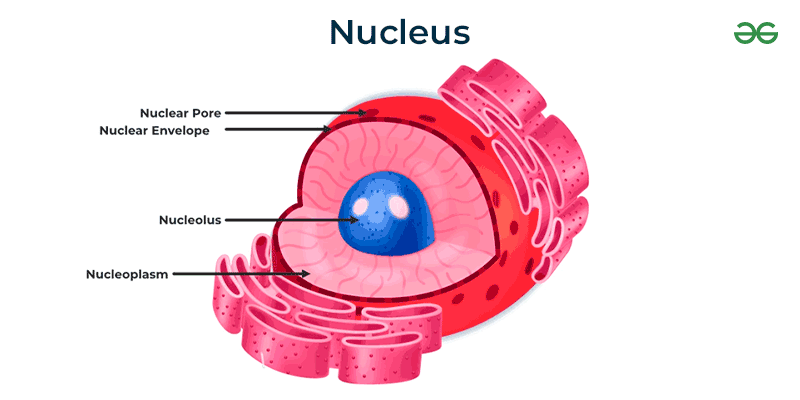What Is A Nucleus Function Discover Know A Z